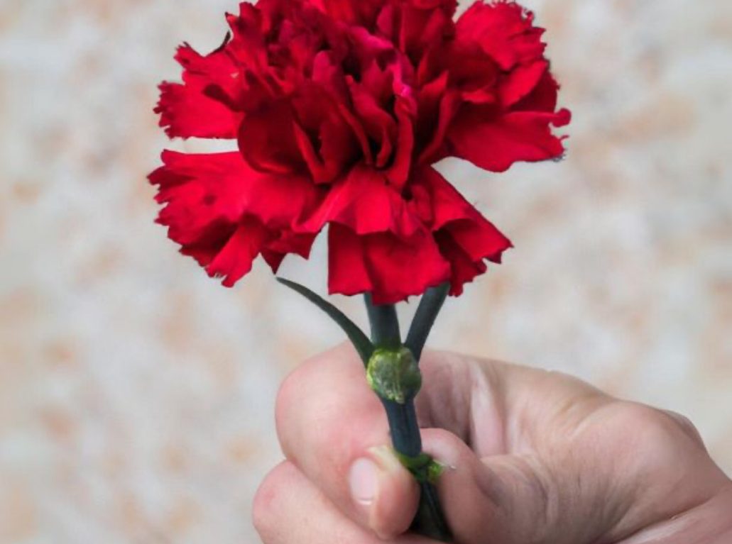 Poema Cravo Vermelho 11 - Beatriz Meireles