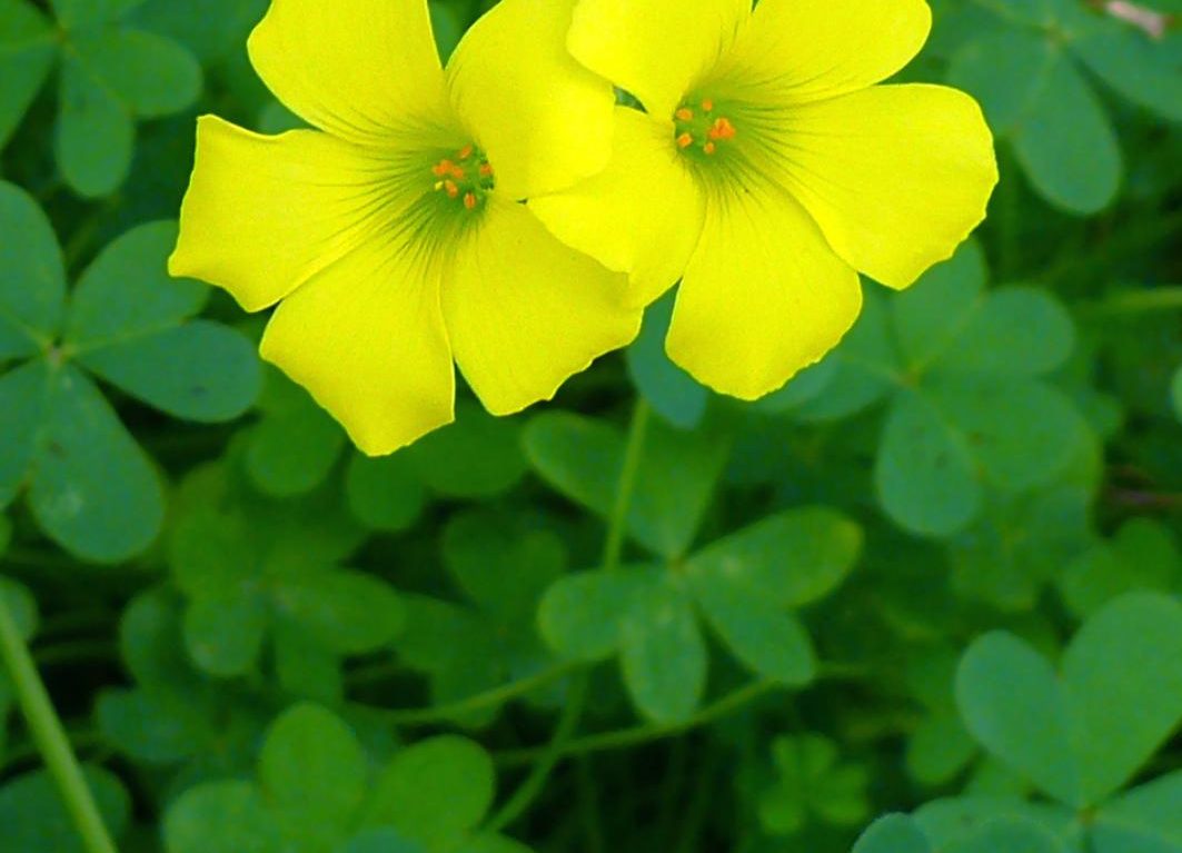 Receita “Literária” – Sorrisos azedos 8 - Beatriz Meireles Receita “Literária” – Sorrisos azedos 7 - Beatriz Meireles