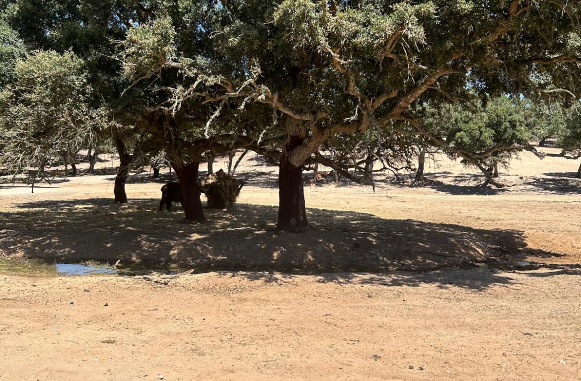 Receita “Literária” - Paz em Castelo 6 - Beatriz Meireles Receita “Literária” - Paz em Castelo 5 - Beatriz Meireles