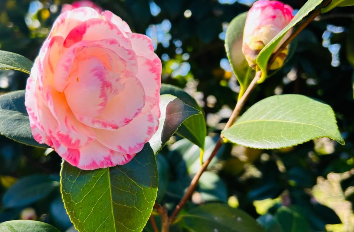 Receita “Literária” – Chás de memórias 1 - Beatriz Meireles