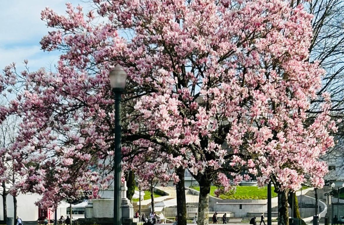 Receita “Literária” – Salada fresca de poesia  3 - Beatriz Meireles